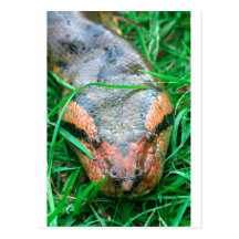 Anaconda snake Amazon Peru Post Cards