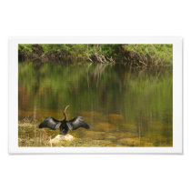 Anahinga Drying its Wings
