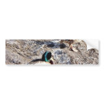Anas Platyrhynchos Bumper Stickers