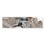 Anas Platyrhynchos Bumper Stickers