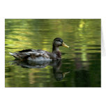 Anas platyrhynchos cards