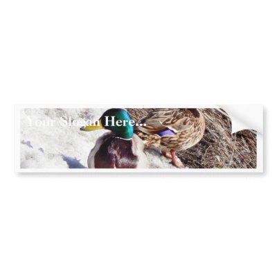 Anas Platyrhynchos Male And Female Mallards On Wat Bumper Sticker by lifesphere
