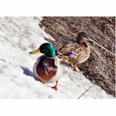 Anas Platyrhynchos Male And Female Mallards On Wat Photo Cutout by lifesphere