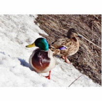 Anas Platyrhynchos Male And Female Mallards On Wat Photo Cutout