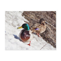 Anas Platyrhynchos Male And Female Mallards On Wat Post Card