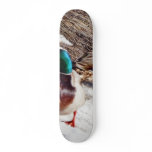 Anas Platyrhynchos Male And Female Mallards On Wat skateboards