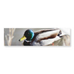 Anas Platyrhynchos Mallard Swimming In Cold Water bumper stickers