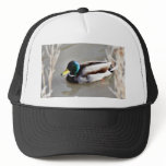 Anas Platyrhynchos Mallard Swimming In Cold Water Trucker Hat