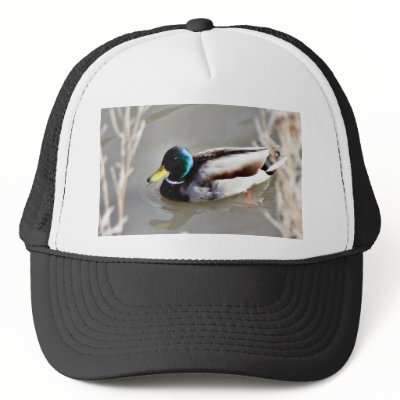Anas Platyrhynchos Mallard Swimming In Cold Water Trucker Hat by lifesphere