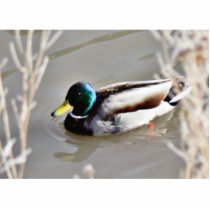 Anas Platyrhynchos Mallard Swimming In Cold Water Photo Cut Out