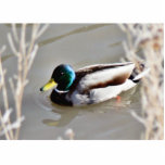Anas Platyrhynchos Mallard Swimming In Cold Water photo sculptures