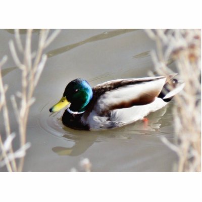 Anas Platyrhynchos Mallard Swimming In Cold Water Photo Cut Out by lifesphere