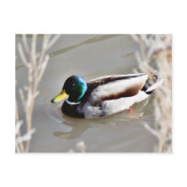 Anas Platyrhynchos Mallard Swimming In Cold Water Post Card