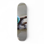 Anas Platyrhynchos Mallard Swimming In Cold Water skateboards