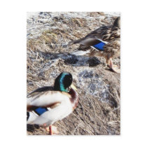 Anas Platyrhynchos Post Card