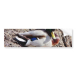 Anas Platyrhynchos Sunbathing Mallard bumper stickers