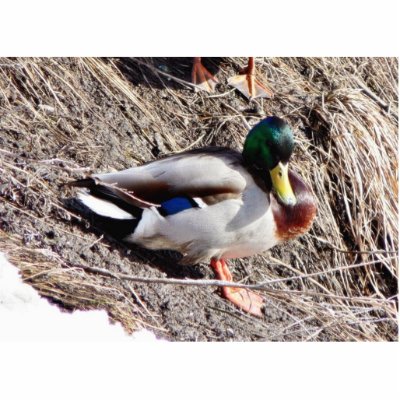 Anas Platyrhynchos Sunbathing Mallard Cut Out by lifesphere
