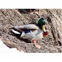 Anas Platyrhynchos Sunbathing Mallard Cut Out