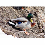 Anas Platyrhynchos Sunbathing Mallard photo sculptures