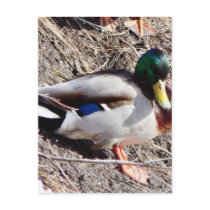 Anas Platyrhynchos Sunbathing Mallard Post Card