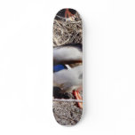 Anas Platyrhynchos Sunbathing Mallard skateboards