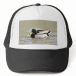 Anas Platyrhynchos Swimming Mallard hats