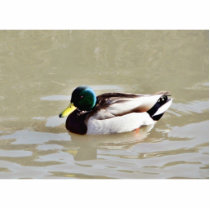 Anas Platyrhynchos Swimming Mallard Cut Outs