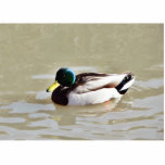 Anas Platyrhynchos Swimming Mallard photo sculptures