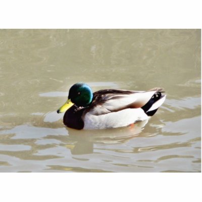 Anas Platyrhynchos Swimming Mallard Cut Outs by lifesphere