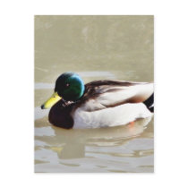 Anas Platyrhynchos Swimming Mallard Postcards