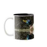 (Anas platyrhyncus),shaking off water after Mug