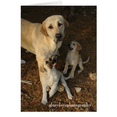 Anatolian Shepherd dog and pups Greeting Cards by heididunlop