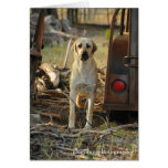 Anatolian Shepherd Dog Card