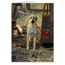 Anatolian Shepherd Dog Card