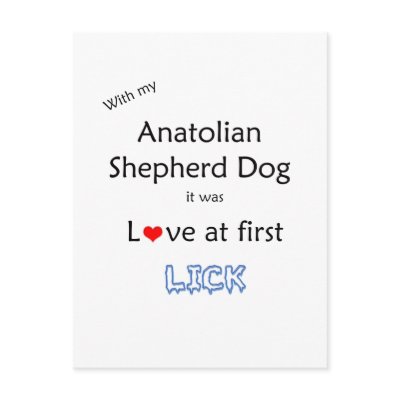 Anatolian Shepherd Dog Lick Design Post Cards by GreyWolfCreation