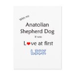 Anatolian Shepherd Dog Lick Design postcards