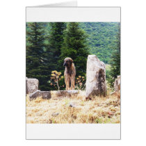 Anatolian Shepherd Dog  photograph taken at Ephesu