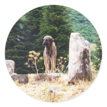 Anatolian Shepherd Dog  photograph taken at Ephesu