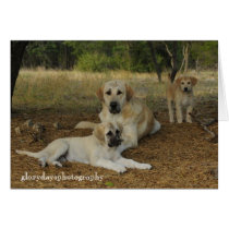 Anatolian Shepherd dogs Greeting Card