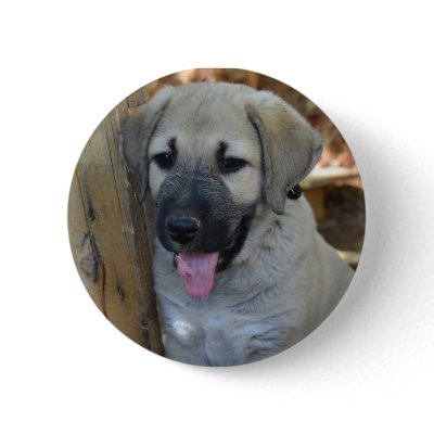 Anatolian Shepherd Kangal Pins by Cats_Dogs