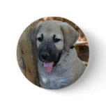 Anatolian Shepherd Kangal buttons
