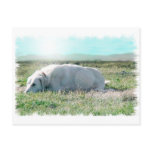 Anatolian shepherd post cards