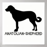 Anatolian Shepherd Print