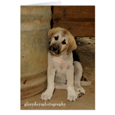 Anatolian Shepherd Puppy Greeting Card by heididunlop