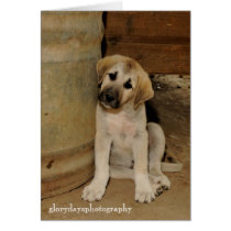 Anatolian Shepherd Puppy Greeting Card