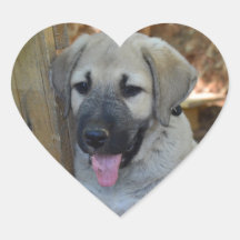 Anatolian Shepherd Puppy Heart Stickers