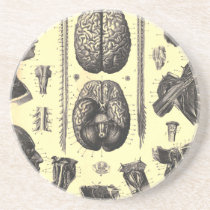 Anatomical Brain and More Beverage Coaster