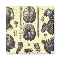 Anatomical Brain and More Magnet