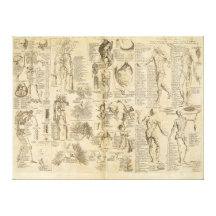 Anatomical Chart from Cyclopaedia 1728 Stretched Canvas Print