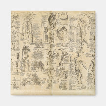 Anatomical Chart from Cyclopaedia 1728 Refrigerator Magnet